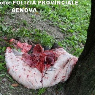 Seguendo le tracce di sangue (foto): perquisizione domiciliare al cacciatore - bracconiere