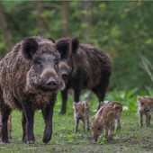 Sassello, sei nuovi casi di positività alla peste suina: sono in totale 69