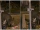 Cinghiale  alla stazione di Savona “spunta” tra i cestini dei rifiuti per uno "spuntino" serale (VIDEO)