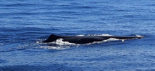 Una &quot;chicca&quot; per gli amanti del whale watching nel mare di Pietra Ligure: ecco un capodoglio (FOTO)
