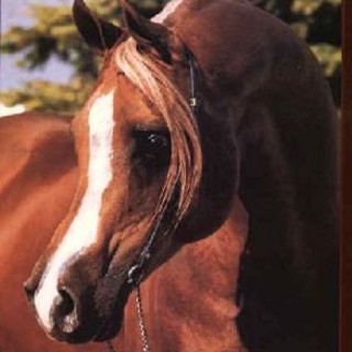 Dego: equitazione, buona prestazione per Ronchal