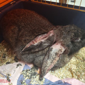 Carcare, giovane coniglio in gravi condizioni recuperato dall’Enpa