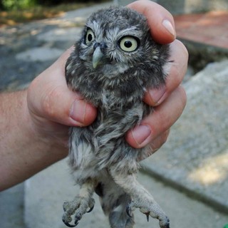 Savona, al via domani il corso di Primo Soccorso per animali selvatici