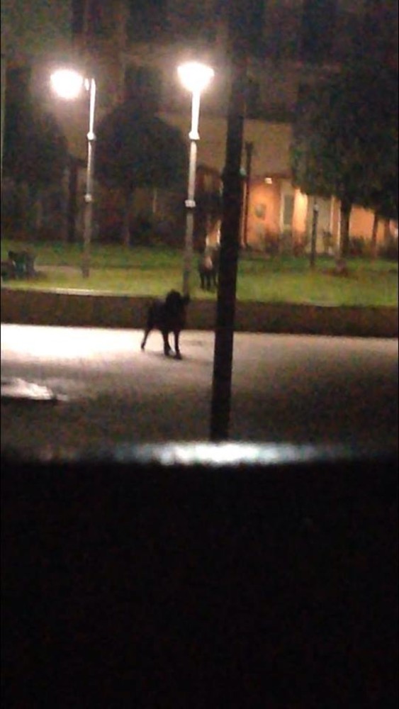 Immagine tratta dal gruppo Facebook Comitato "Vivi Varazze"