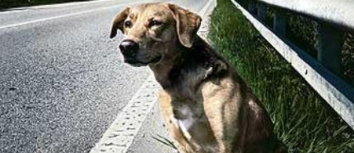 Savona, cagnolina abbandonata nella notte della vigilia di Natale: il padrone la lascia davanti al canile