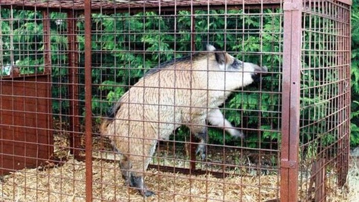 "Eliminare le gabbie per catturare e uccidere cinghiali", l'OSA lancia una petizione