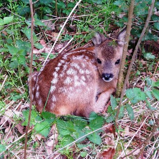"Non toccate i cuccioli di capriolo, daino e lepre, non sono abbandonati": l'appello dell'Enpa di Savona