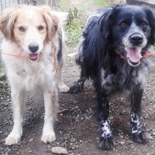 Ortovero: il loro "papà" muore e Ruby e Shaky  cercano qualcuno che possa occuparsi di loro