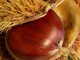 Giusvalla: domenica 11 ottobre la festa della castagna