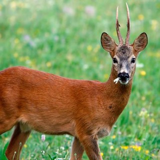 Al via la stagione della caccia al capriolo. L'ENPA Savona: "Sarà un bagno di sangue"