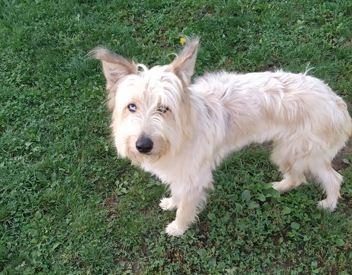 Cane abbandonato legato alla rete del canile di Cairo: "Sta bene, sono già arrivate richieste per lui" Cane abbandonato legato alla rete del canile di Cairo: "Sta bene, sono già arrivate richieste per lui"