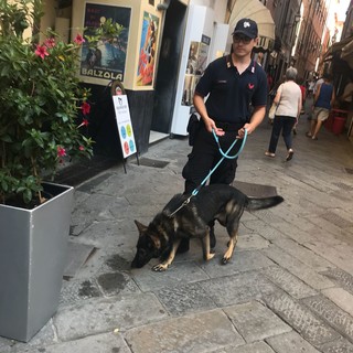Alassio, controlli dei carabinieri con l'ausilio del nucleo cinofili (FOTO)