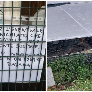 Gattile di Albissola, visite temporaneamente sospese. Una volontaria: "Un fatto grave" Gattile di Albissola, visite temporaneamente sospese. Una volontaria: "Un fatto grave"