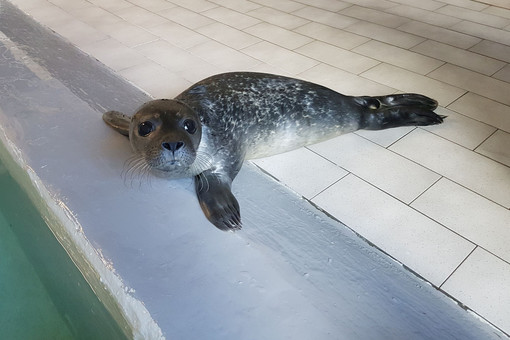 "Fiocco azzurro" all'acquario di Genova: è nato un cucciolo di foca "Fiocco azzurro" all'acquario di Genova: è nato un cucciolo di foca
