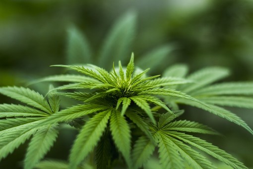 Decreto dà il via alla Cannabis a tavola. Coldiretti: "Grandi opportunità per le coltivazioni Made in Liguria" Decreto dà il via alla Cannabis a tavola. Coldiretti: "Grandi opportunità per le coltivazioni Made in Liguria"