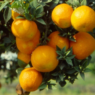 "Recupero orti e culture" e "Orti e chinotti": due nuovi interessanti progetti sociali nascono a Finale Ligure