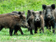 Incidente sulle strade di Stella, protagonista un cinghiale. Coldiretti: "E' un allarme per le zone rurali"