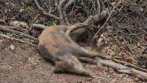 Cinghiali precipitano da una parete per sfuggire ai cacciatori: sfiorati climbers