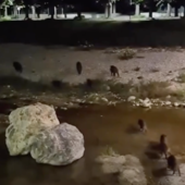 Carcare, cinghiali nel fiume. Il Comune lancia l’appello: "Non date loro da mangiare"