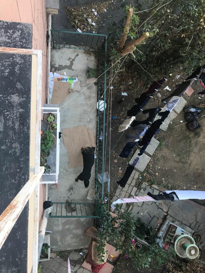 Chiuso in un terrazzino solo e al freddo. Intervento di Loredana Parodi per aiutare un cane in difficoltà a Savona Chiuso in un terrazzino solo e al freddo. Intervento di Loredana Parodi per aiutare un cane in difficoltà a Savona