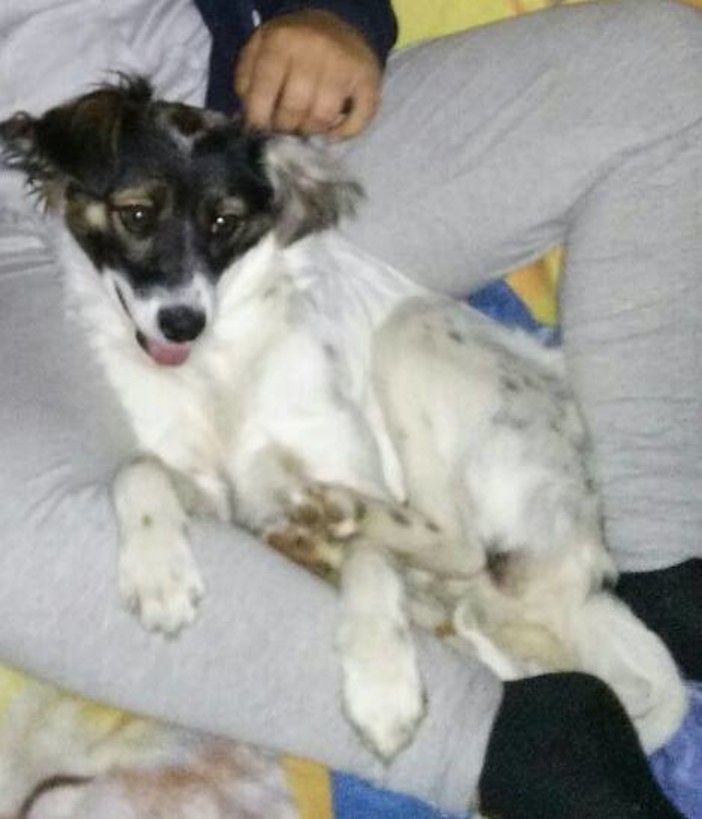 Rubano il cane malato, l'appello della proprietaria: "Ha bisogno di cure e medicine tutti i giorni"