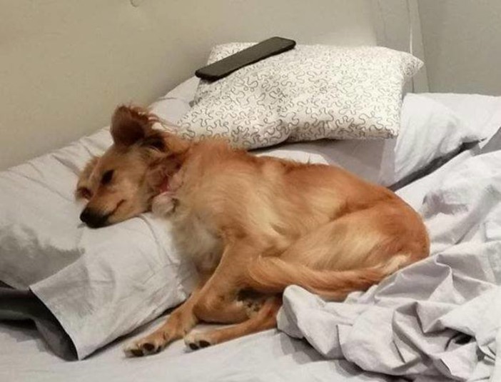 Una storia a lieto fine per Mina, cagnolina smarrita nel quartiere savonese di Zinola