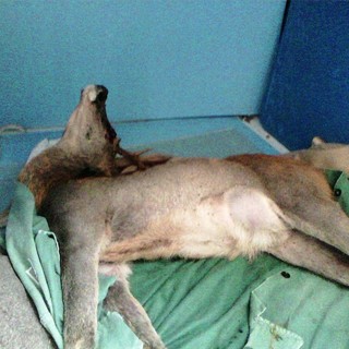 Capriolo morente soccorso dai volontari, Enpa: "Necessari soccorsi alla fauna selvatica"