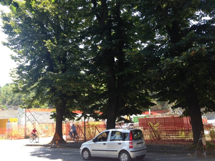 Attacco dei Verdi savonesi alla giunta Caprioglio sulla tutela del verde