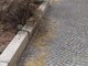 Celle Ligure: pini pericolanti a causa del maltempo Celle Ligure: pini pericolanti a causa del maltempo