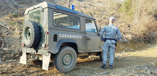 Rialto, cane ferito da un dardo di balestra: i Forestali individuano il responsabile Rialto, cane ferito da un dardo di balestra: i Forestali individuano il responsabile