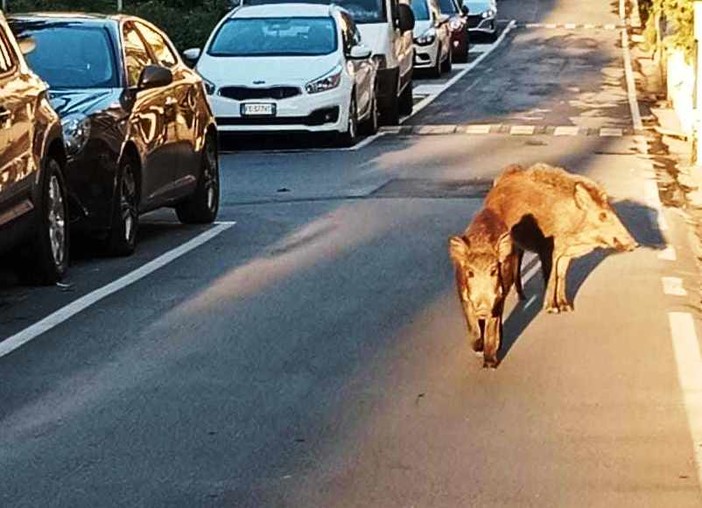 PAI e OSA: "1500 firme a favore dei cinghiali savonesi" PAI e OSA: "1500 firme a favore dei cinghiali savonesi"