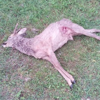Cani sbranano capriolo nella zona di Conca Verde a Savona: denunciato il proprietario per omessa custodia Cani sbranano capriolo nella zona di Conca Verde a Savona: denunciato il proprietario per omessa custodia
