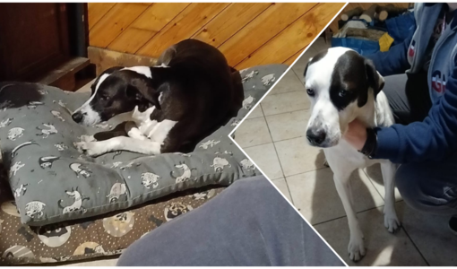 Amy e Lucky, fratello e sorella, cercano casa dopo la scomparsa del proprietario