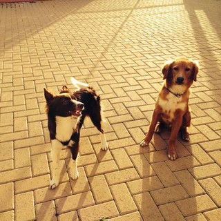 I due cani in attesa di essere adottati