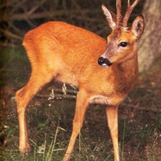 Quasi 1.500 caprioli da abbattere in Provincia di Savona per la prossima stagione venatoria