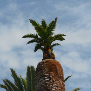 L'imprenditore finalese: "Così sto contrastando il punteruolo rosso"