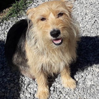 A Dego tanti teneri cagnolini in cerca d'amore