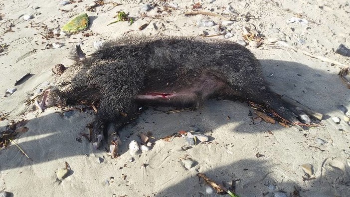 La mareggiata porta sulle spiagge cerialesi un cinghiale e una tartaruga (FOTO)