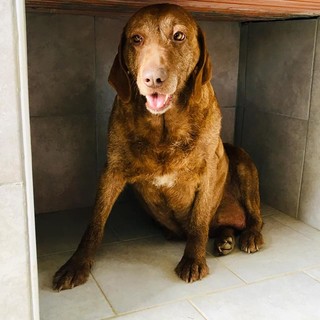 Casanova Lerrone: trovato cane femmina in un dirupo. Salvata ora si cerca il padrone