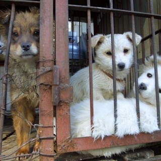 Trasportava 14 cuccioli di cane importati abusivamente: arrestato savonese ad Arezzo