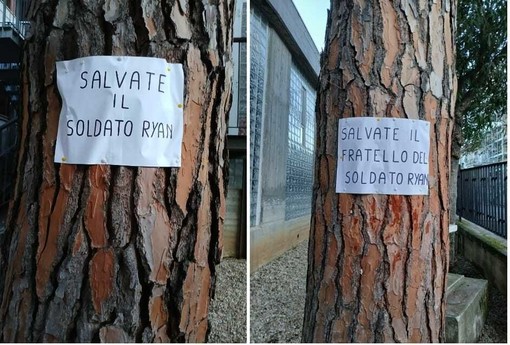 Taglio dei pini nei giardini delle scuole, spuntano due cartelli sugli alberi rimasti: "Salvate  il soldato Ryan"