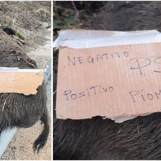 Sassello, carcassa di cinghiale a bordo strada: il cartello choc "Negativo PSA - Positivo Piombo" (FOTO e VIDEO)