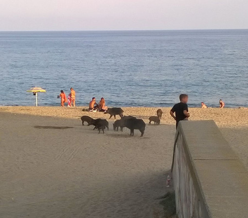 Savona: altri 19 cinghiali, pericolosamente vicino ai bambini Savona: altri 19 cinghiali, pericolosamente vicino ai bambini