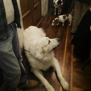 Ordinanza "anticani" a Savona, l'Enpa denuncia: "Nulla è cambiato"