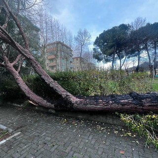 Crolla un pino marittimo ad Albisola, chiuso il Parco dei Conradi
