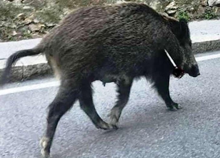 Cinghiale ferito da una freccia, l'OSA tuona: "Uno strumento di tortura"