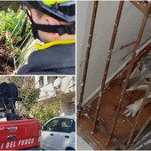 Lupo sul terrazzo di una casa a Toirano: scoperto insieme ad un capriolo incastrato in un cancello