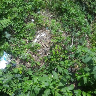 Savona: trova casa nel Letimbro un colubro lacertino, un serpente non pericoloso per l'uomo