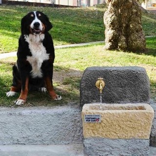 Emergenza caldo, l'appello dell'Enpa: "Attenzione agli animali"