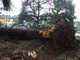 Maltempo: a Celle Ligure un grosso pino si abbatte su Via Piave